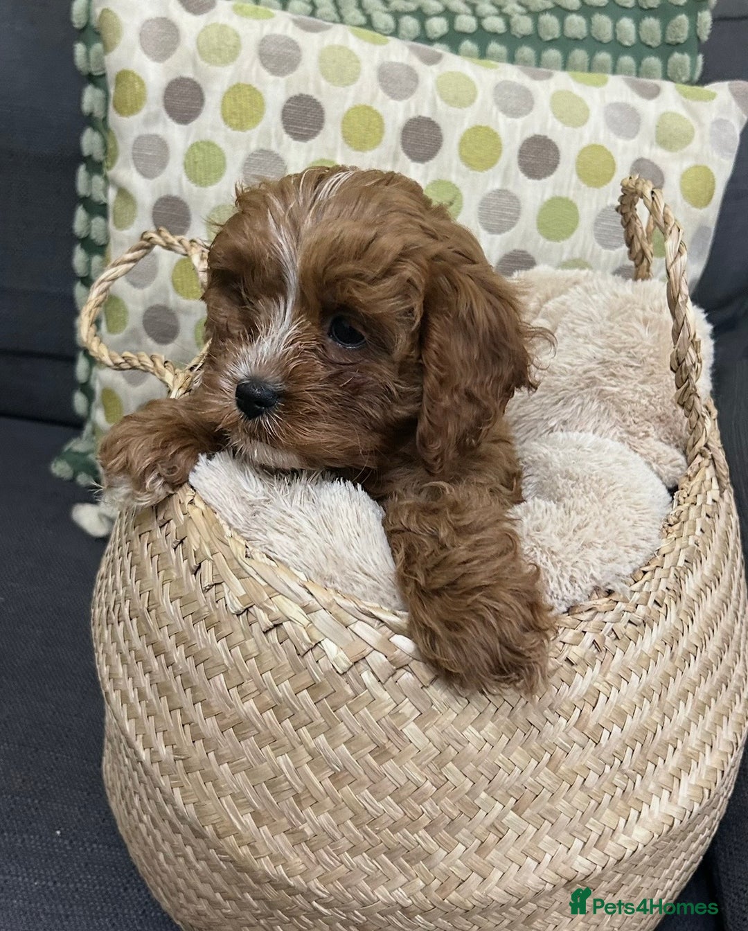 Cavapoo dogs for sale:  282 HEALTH TESTS ALL CLEAR WITH CERTIFICATES  - Advert 9