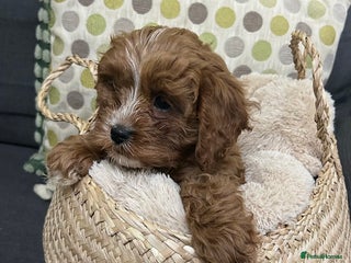 Cavapoo dogs 282 HEALTH TESTS ALL CLEAR WITH CERTIFICATES - Advert 1