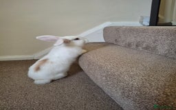 Mini Lop rabbits for sale: Mini lop rabbit - Image 2