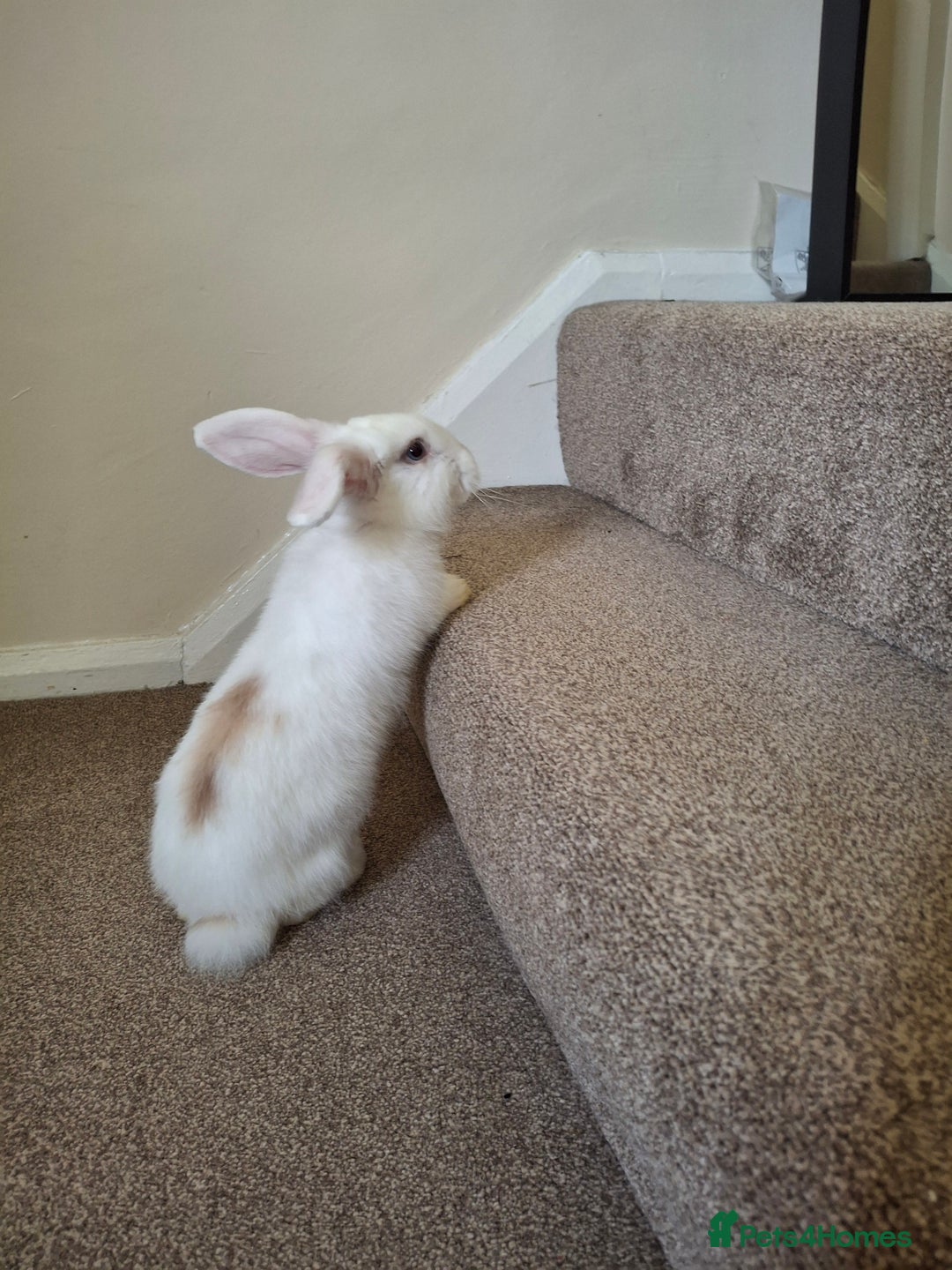 Mini Lop rabbits for sale: Mini lop rabbit - Image 2