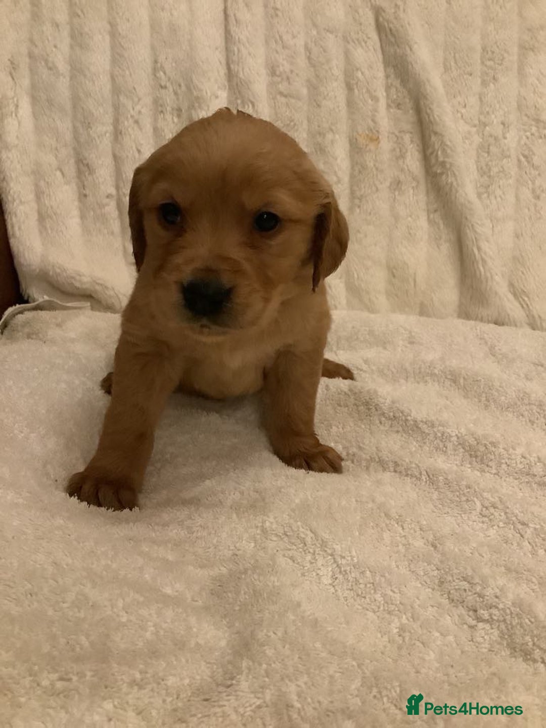 Golden Retriever dogs for sale: KC registered dark red golden retrievers - Advert 8