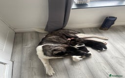 Akita dogs for sale: 5⭐️ Akita pups - Image 17