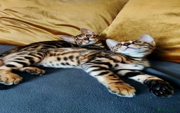 Bengal cats for sale: 🔥The Cutest Bengals in the UK? Come See 😺 🐾 - Image 3