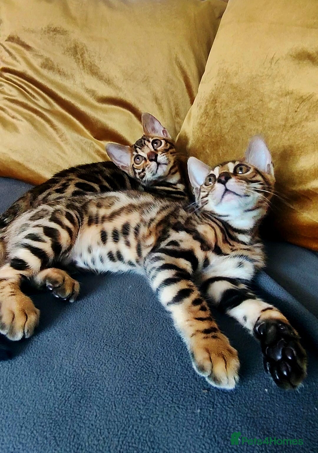 Bengal cats for sale: 🔥The Cutest Bengals in the UK? Come See 😺 🐾 - Image 3