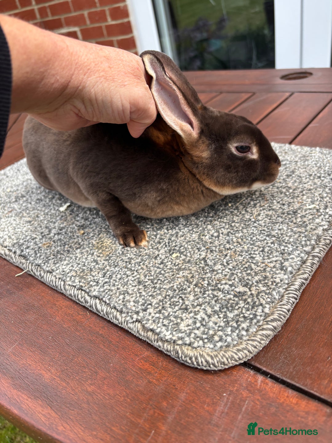 Rex rabbits for sale: Stunning Purebred Chocolate Otter Mini Rex Buck - Image 1