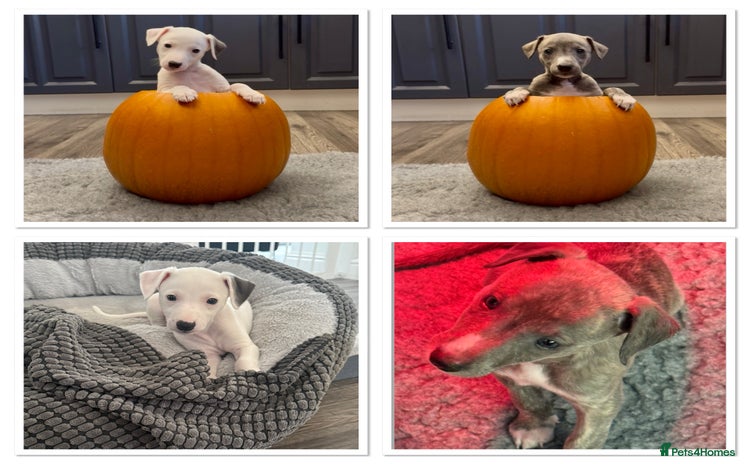 Whippet dogs - Advert 1