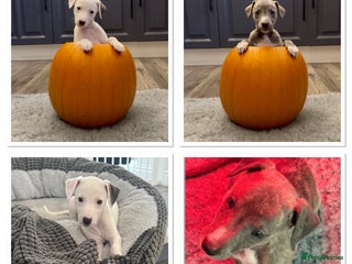 Whippet dogs - Advert 3