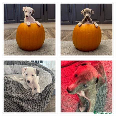 Whippet dogs - Advert 1