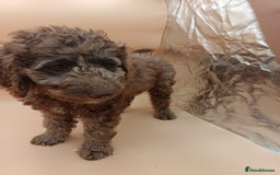 Labradoodle dogs for sale: 🌈The work has been done , choose your breeder 🌈 - Image 34