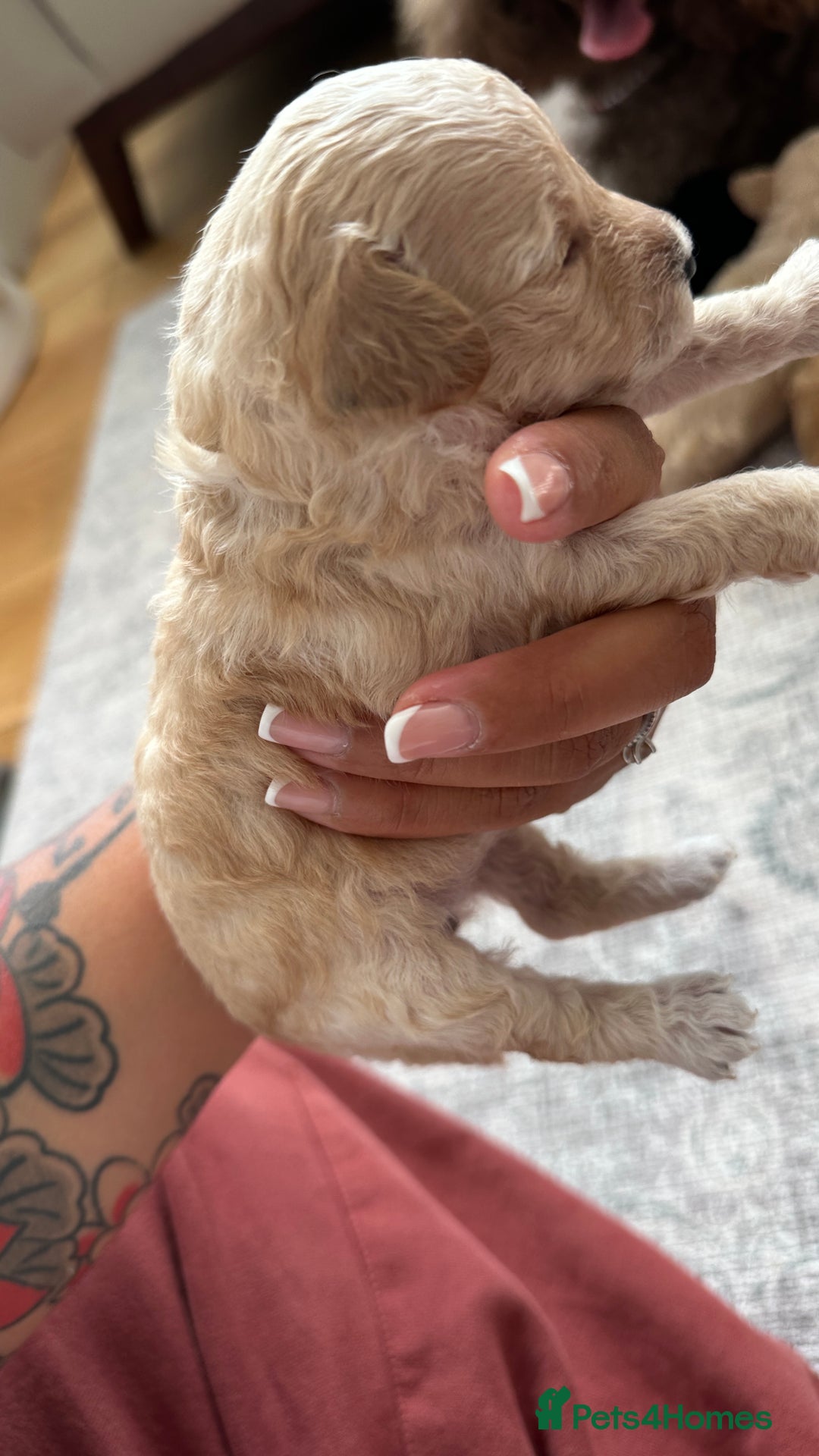 Toy Poodle dogs for sale: Toy poodles (5 girls and 2 boys) - Image 11