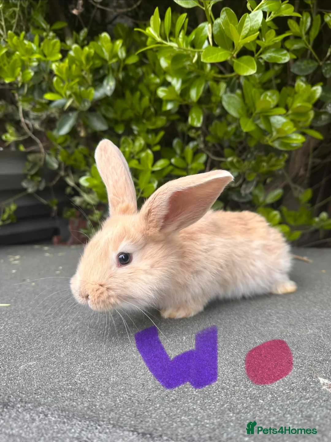 Continental Giant rabbits for sale: Baby’s giants  - Advert 1