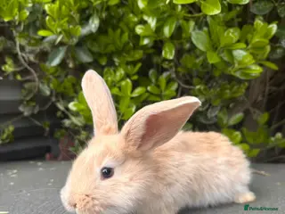 Continental Giant rabbits Baby’s giants - Advert 4