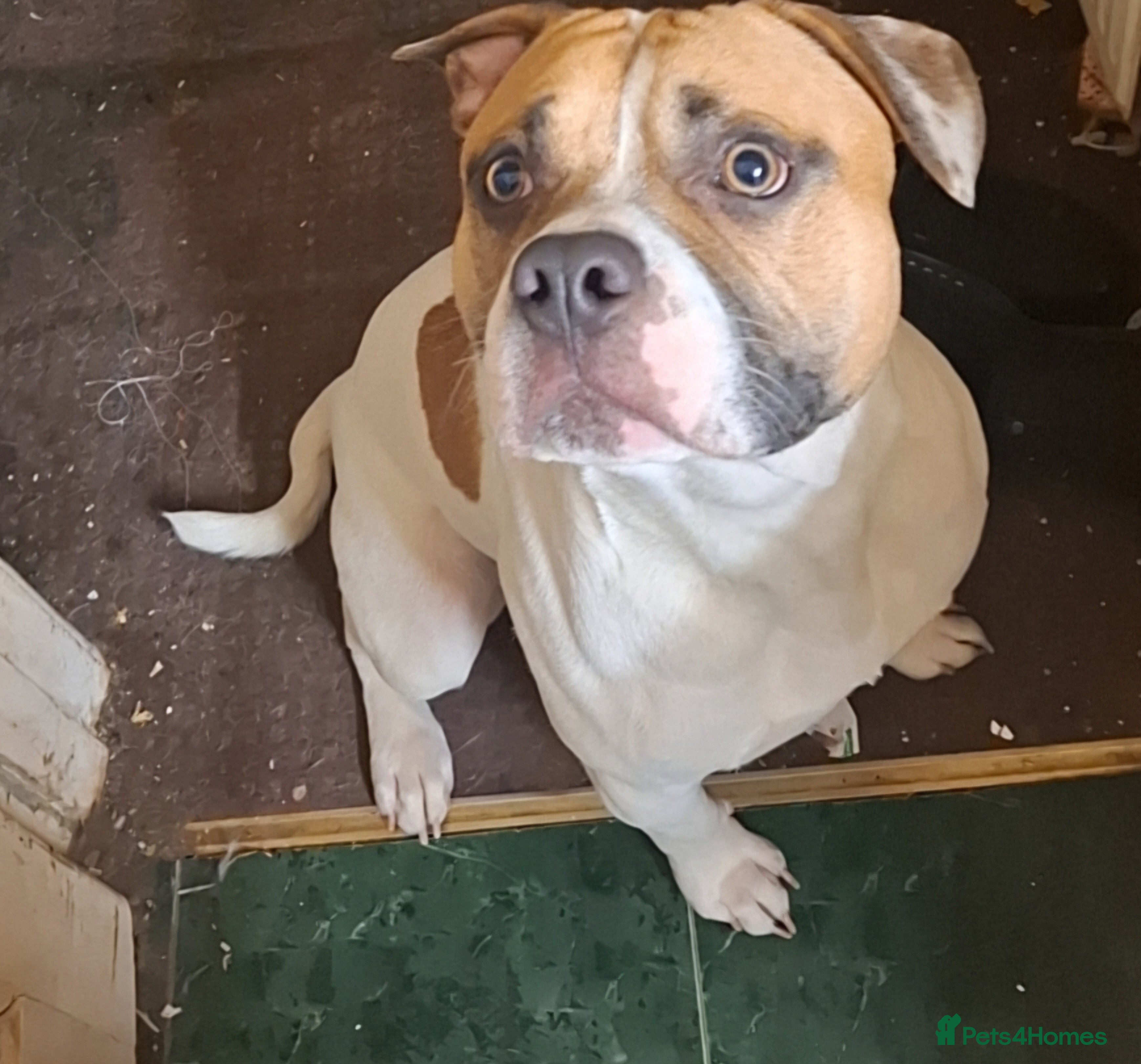 Mixed Breed dogs Mr joel in Bournemouth - Advert 1