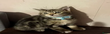 male tabby Savannah blue collar 