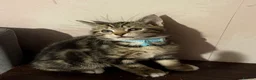 Savannah cats for sale: savannah/maine coon tabby mix kittens  - Advert 2