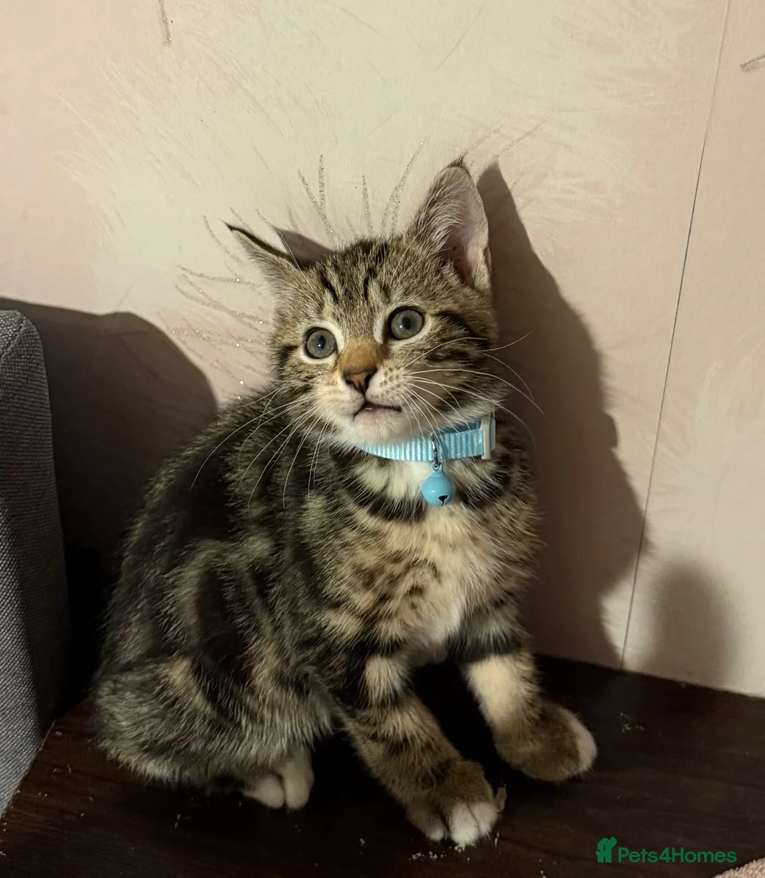 Savannah cats for sale: savannah/maine coon tabby mix kittens  - Advert 2