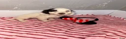 Cocker Spaniel dogs for sale: Cocker spaniel puppies  - Advert 4