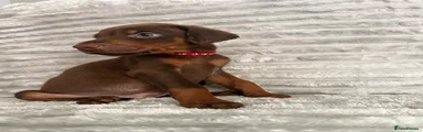 Brown Red Collar