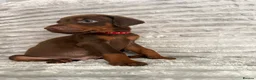 Dobermann dogs for sale: EuropeanDobermanPuppies - Advert 4