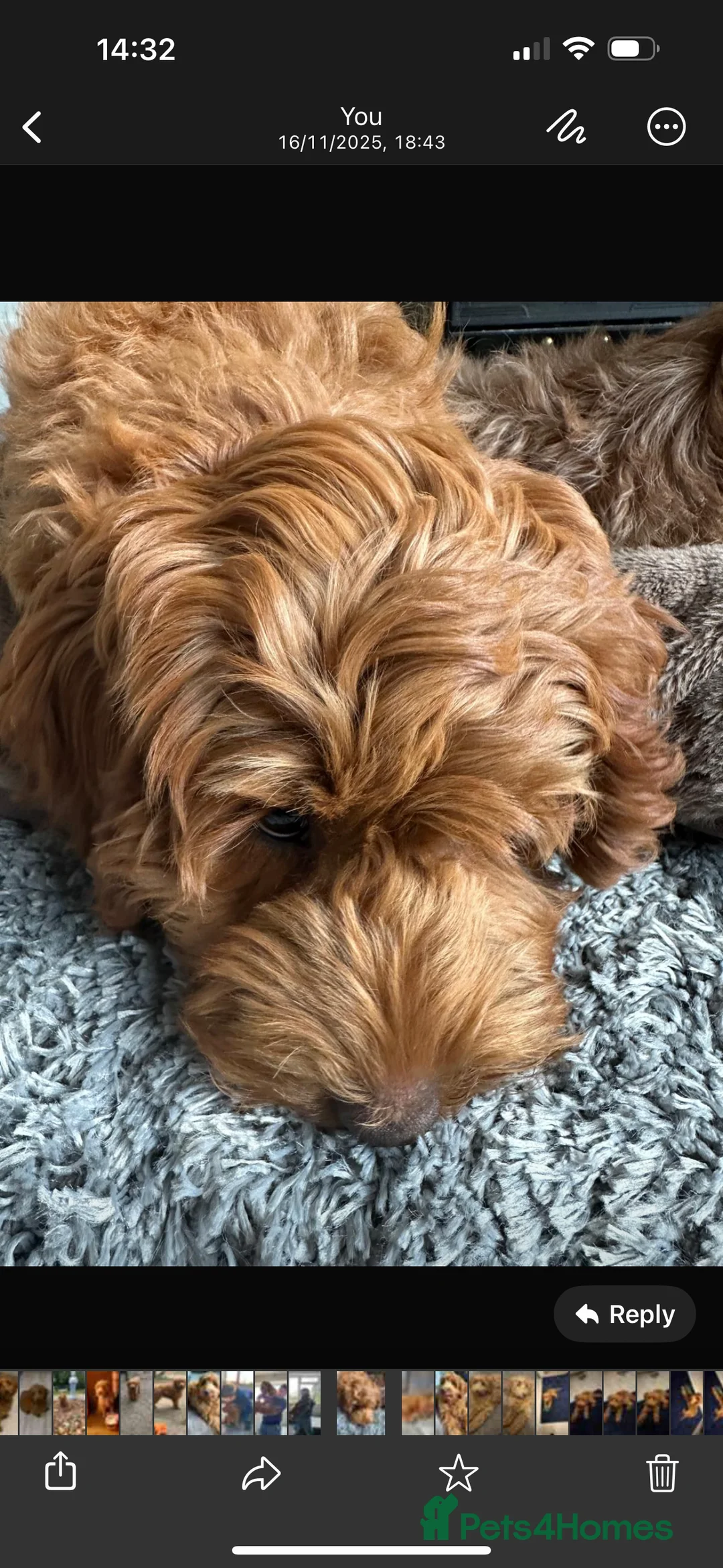 Cockapoo dogs for sale: Female Cockapoo - Advert 2