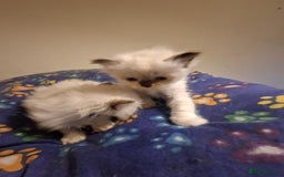 Ragdoll cats for sale: Beautiful Ragdoll kittens male and Female . - Advert 3