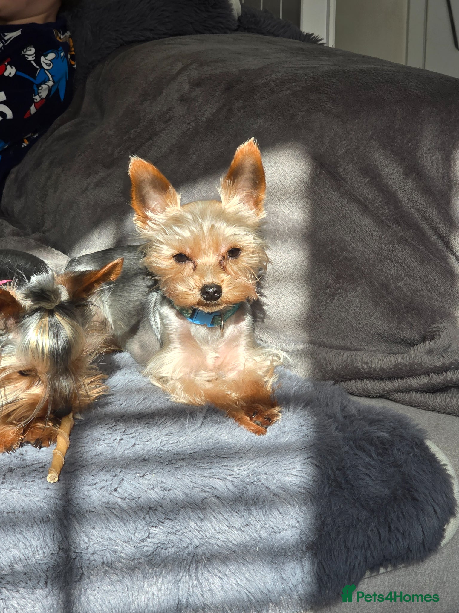 Yorkshire Terrier dogs Little yorkie boy for stud only  - Advert 3