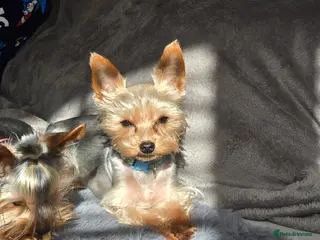Yorkshire Terrier dogs Little yorkie boy for stud only - Advert 3