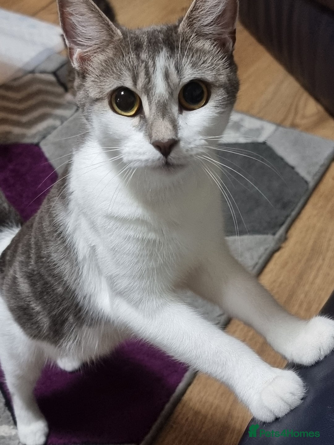 British Shorthair cats for sale: 9 wk old  - Image 3