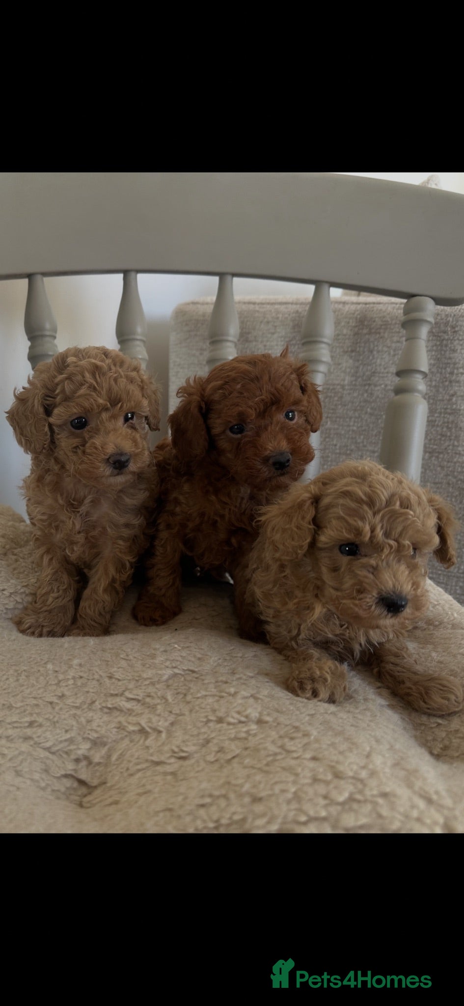 Toy Poodle dogs Adorable kc registered toy poodle puppies  - Advert 1