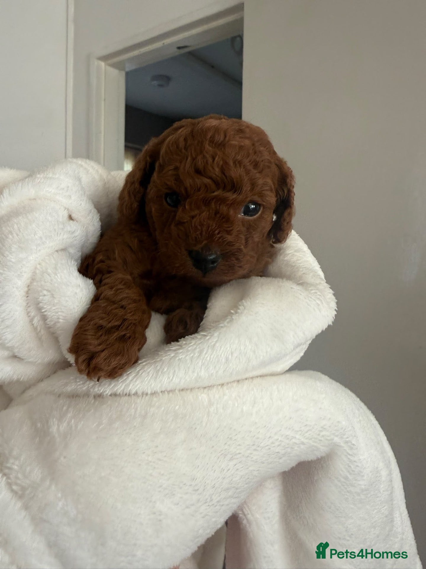 Cavapoo dogs ⭐️Beautiful deep red toy cavapoo⭐️ - Advert 10