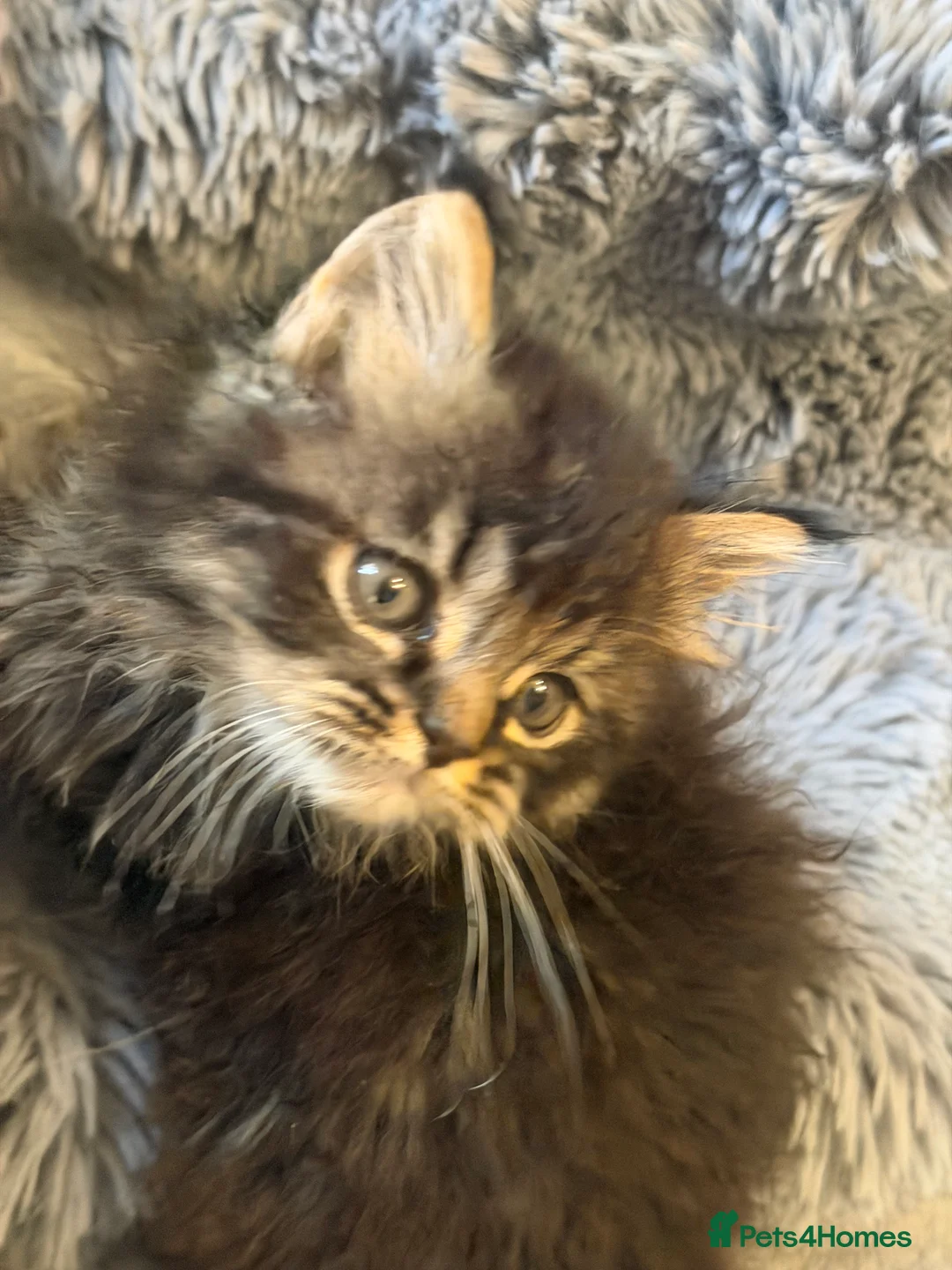 Persian cats for sale: Adorable Persian babies ready now  in Bradford - Advert 15