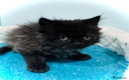 Turkish Angora cats for sale: Angora cross Persian kittens 🐱  - Image 15