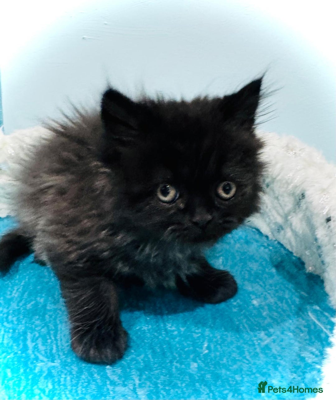 Turkish Angora cats for sale: Angora cross Persian kittens 🐱  - Image 15