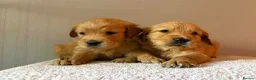 Golden Retriever dogs for sale: READY NOW Fox Red, KC, Health Tested Pups - Advert 14