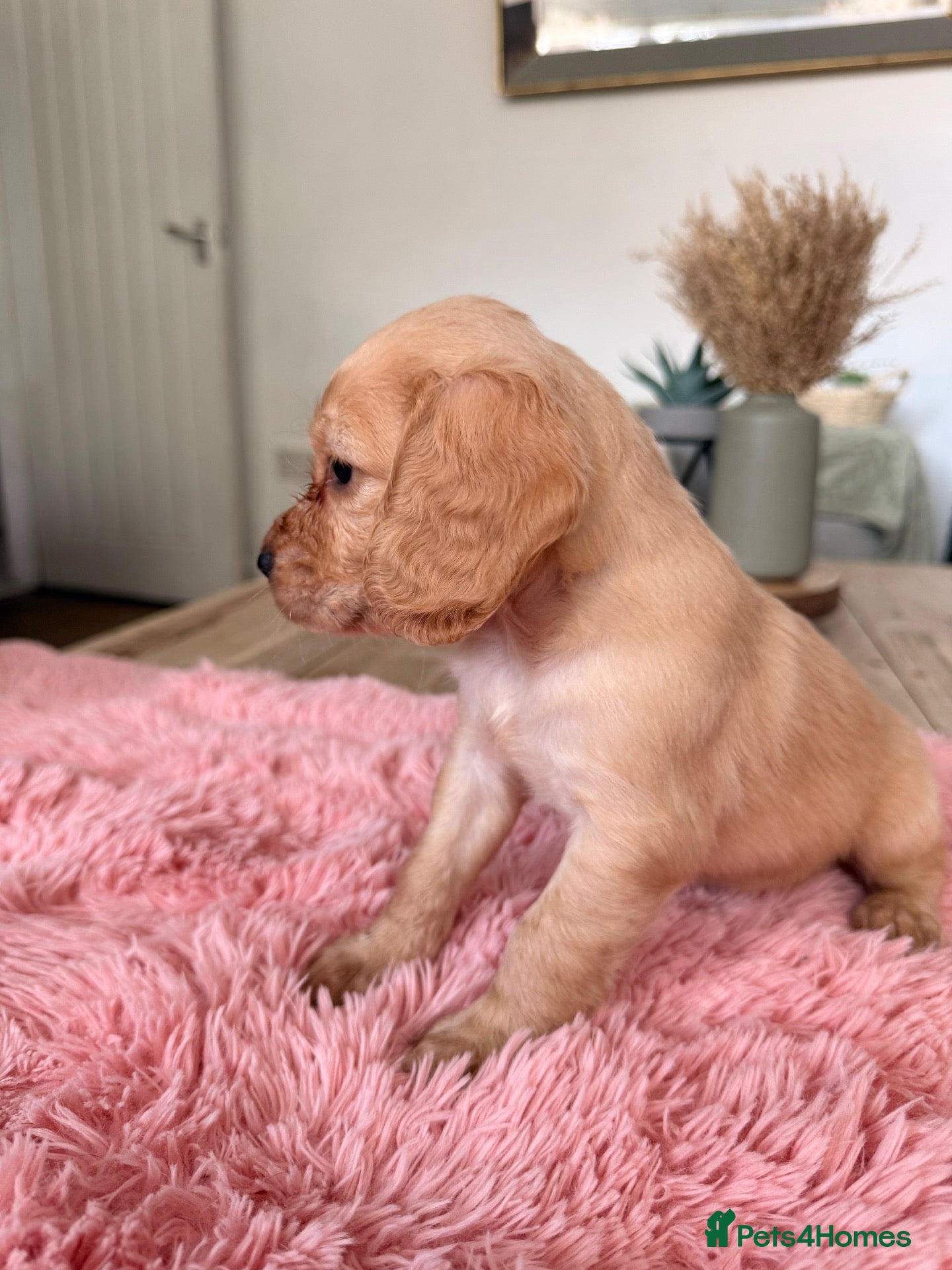 Cocker Spaniel dogs Working Cockers ready for new home  - Advert 4