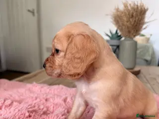 Cocker Spaniel dogs Working Cockers ready for new home - Advert 4