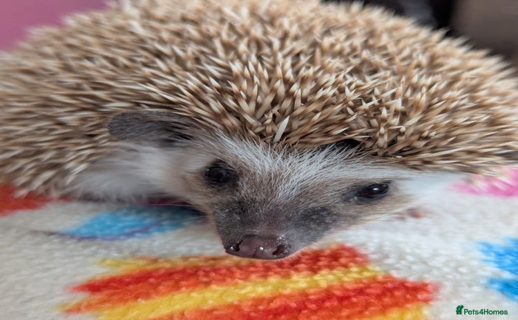 Pygmy Hedgehog rodents - Advert 1