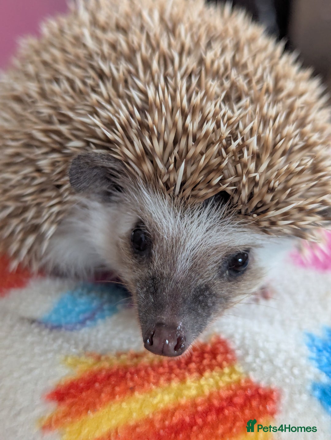 Pygmy Hedgehog rodents for sale: REDUCED PRICE!!! Gorgeous Hoglets/ READY NOW!!!! - Image 9