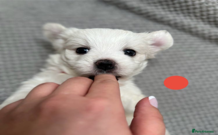 Maltese dogs - Advert 1