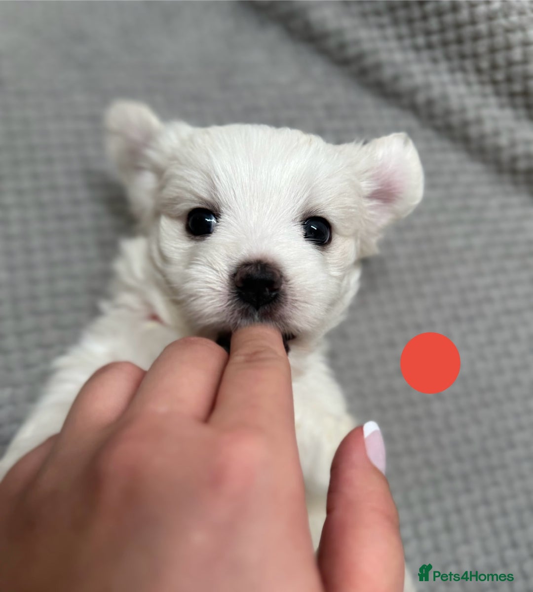 Maltese dogs for sale: Cute Maltese Puppies Looking for Loving Homes🇬🇧  - Image 1