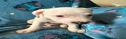 Staffordshire Bull Terrier dogs for sale: 1 Prince  1 princess  left  - Advert 17