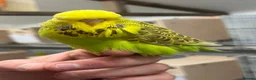 Budgerigars birds for sale: Budgies available  - Advert 1