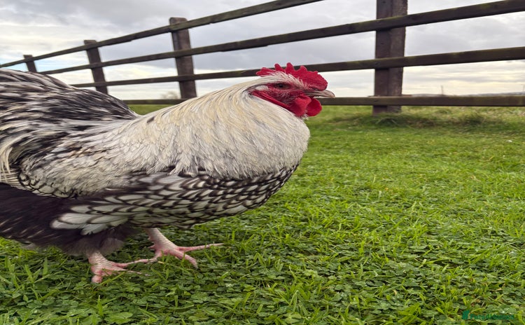 Chickens poultry - Advert 1