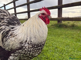 Chickens poultry - Advert 1