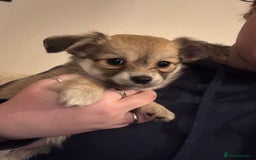 Chiweenie dogs for sale: 6 Beautiful Chiweenie Puppies *Reduced* - Advert 16