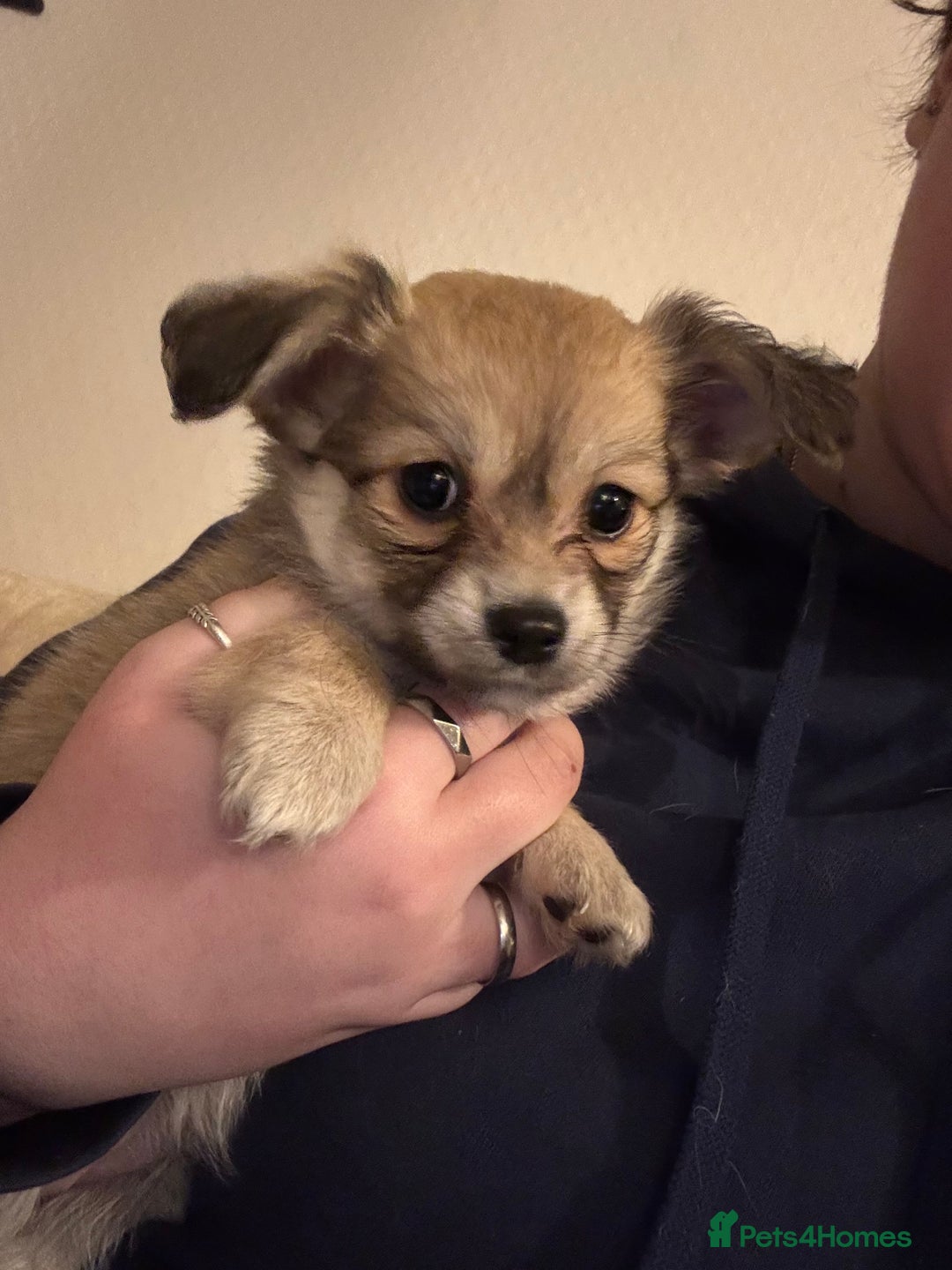 Chiweenie dogs for sale: 6 Beautiful Chiweenie Puppies *Reduced* - Advert 16