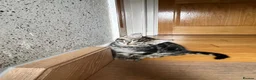 Mixed Breed cats for sale: 4 Beautiful Kittens Looking for Loving Homes!  in Dagenham - Advert 23