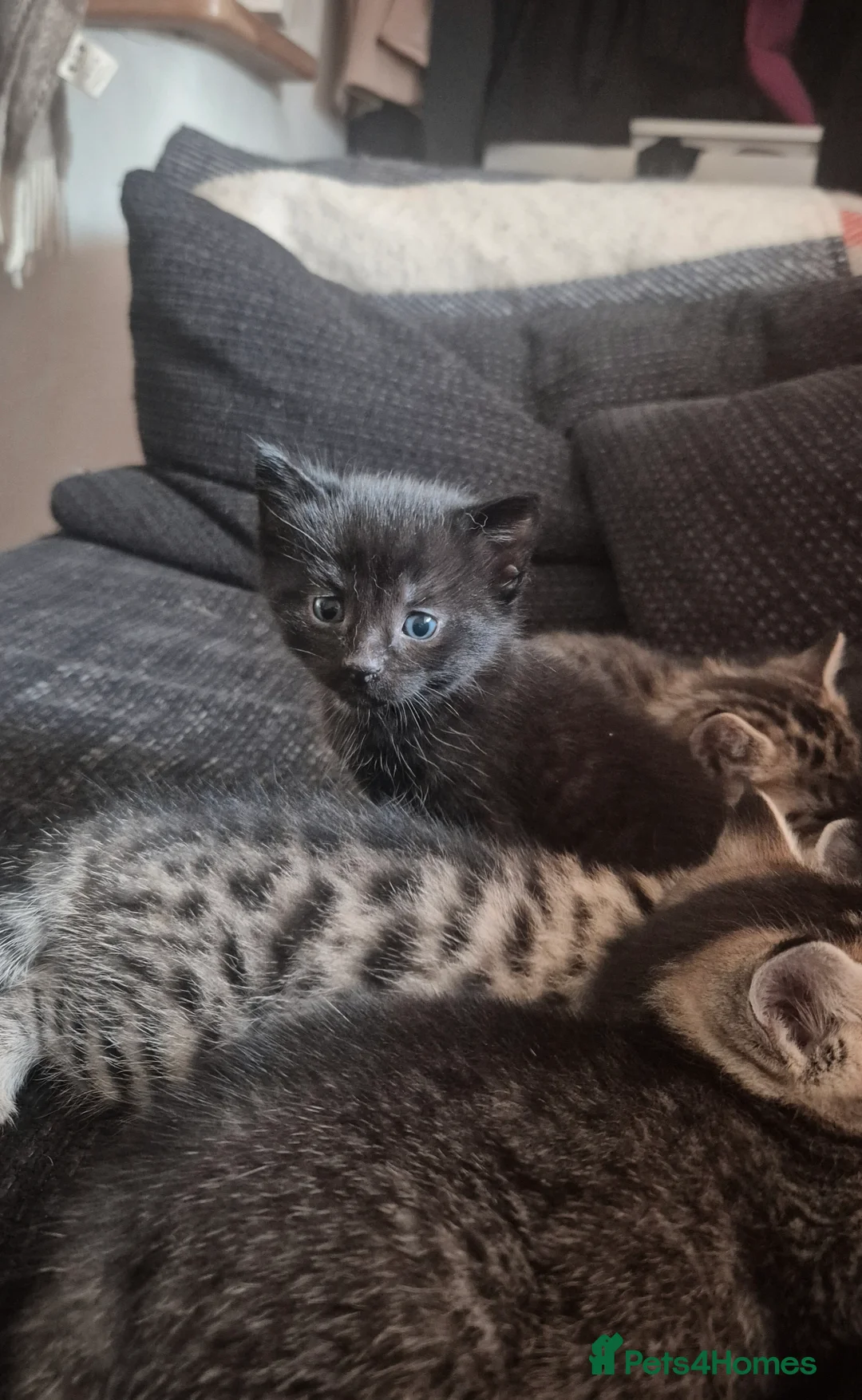 Mixed Breed cats for sale: Barn/House Kittens for Sale  - Advert 7