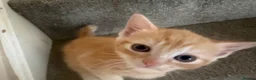 Mixed Breed cats for sale: Little of three kittens  - Advert 3