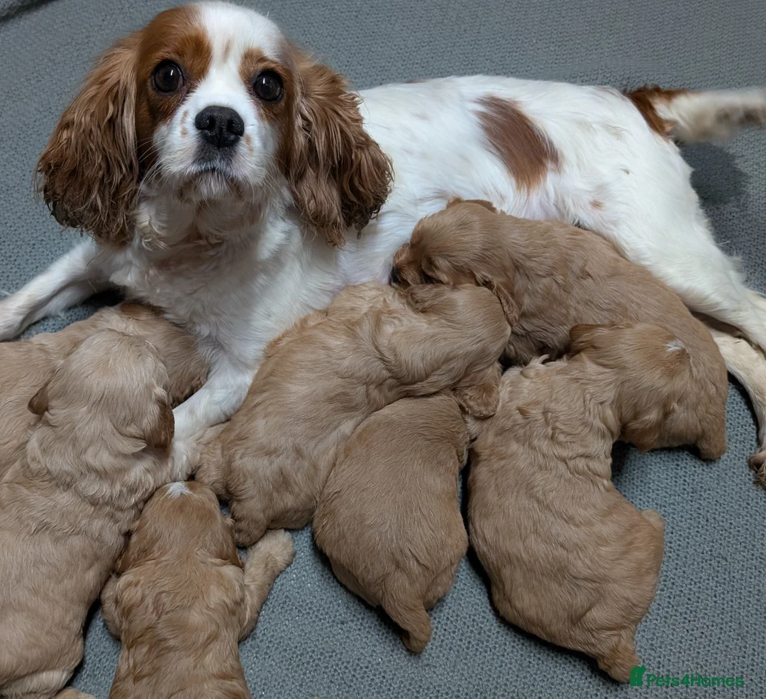 Cavapoo dogs for sale: Quality & Beautiful F1 Cavapoo DNA clear puppies - Advert 1
